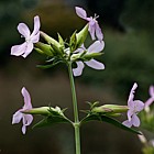 Saponaria officinalis Soapwort