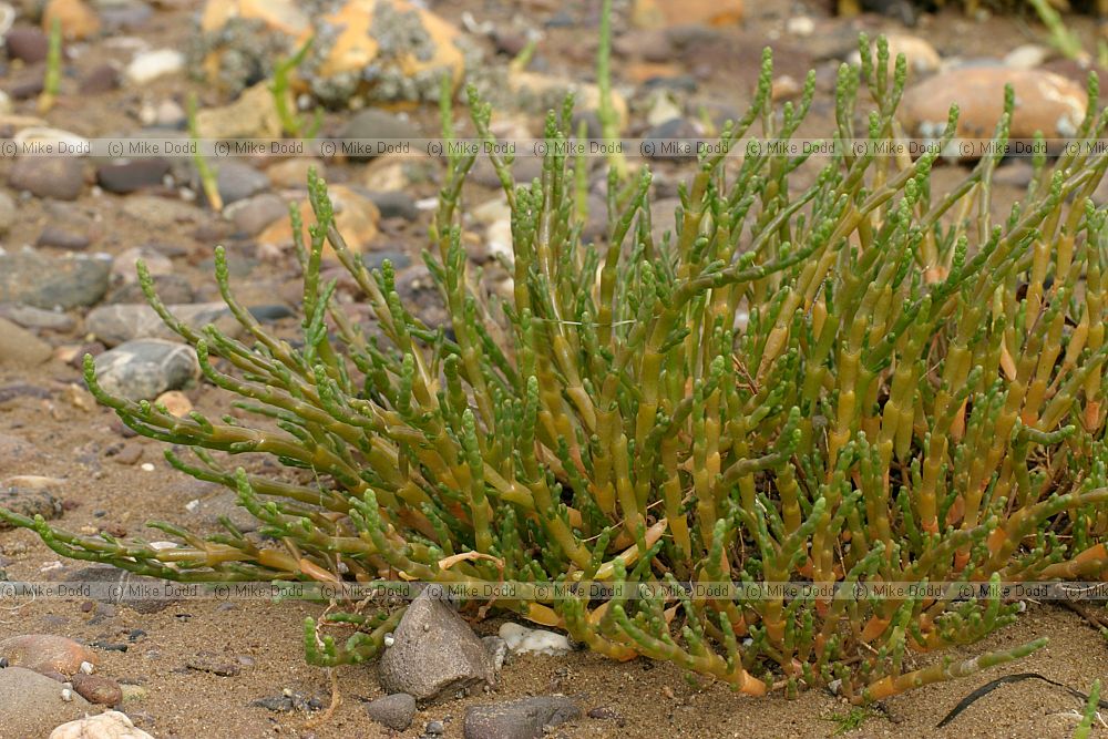 Sarcocornia perennis Perennial Glasswort