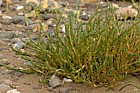 Sarcocornia perennis Perennial Glasswort