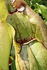 Sarracenia Pitcherplant
