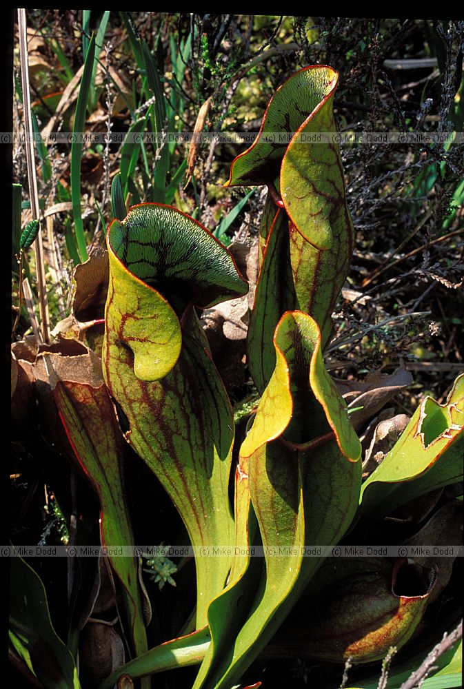 Sarracenia purpurea Pitcher Plant