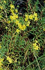 Saxifraga aizoides Yellow saxifrage