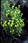 Saxifraga aizoides Yellow Saxifrage