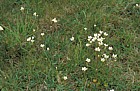 Saxifraga granulata Meadow Saxifrage