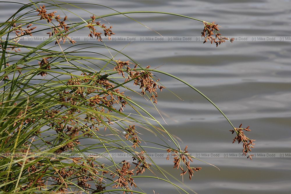 Schoenoplectus lacustris Common Club-rush