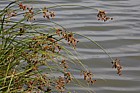 Schoenoplectus lacustris Common Club-rush