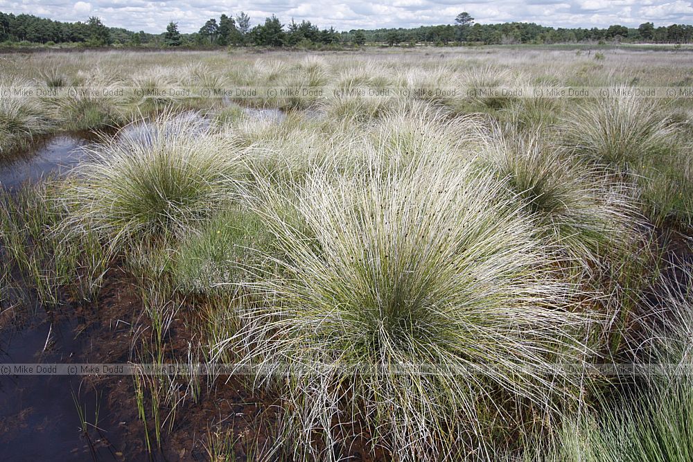 Schoenus nigricans Black Bog-rush