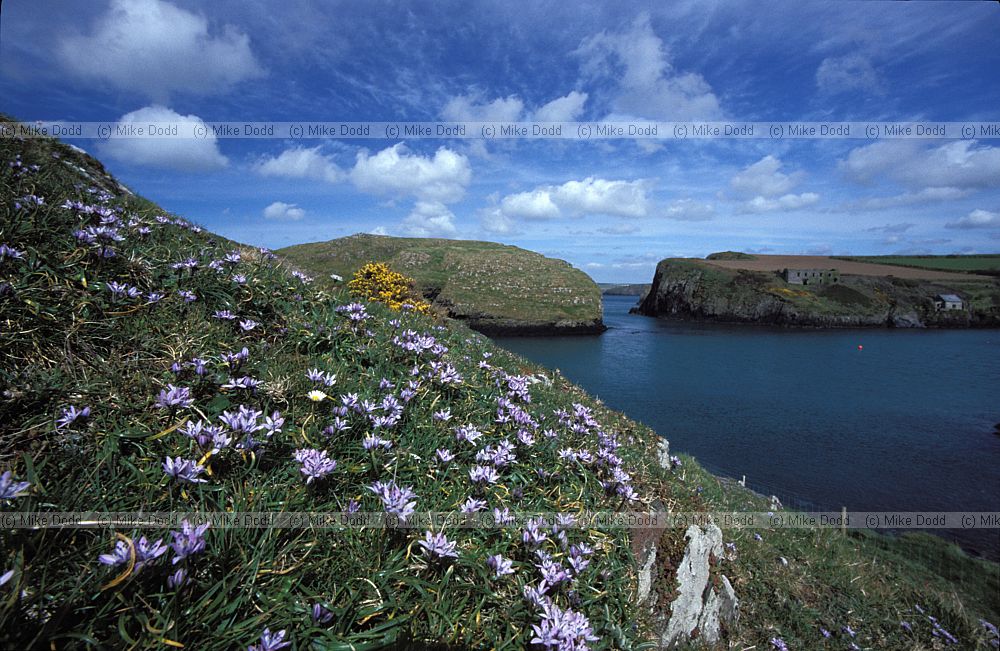 Scilla verna Spring Squill