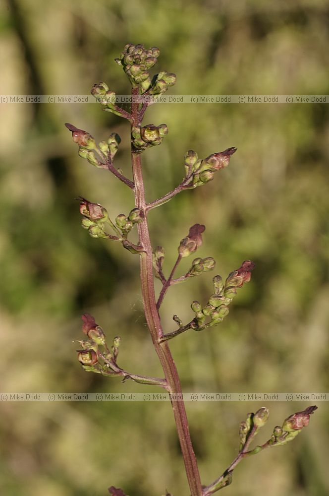 Scrophularia auriculata Water Figwort