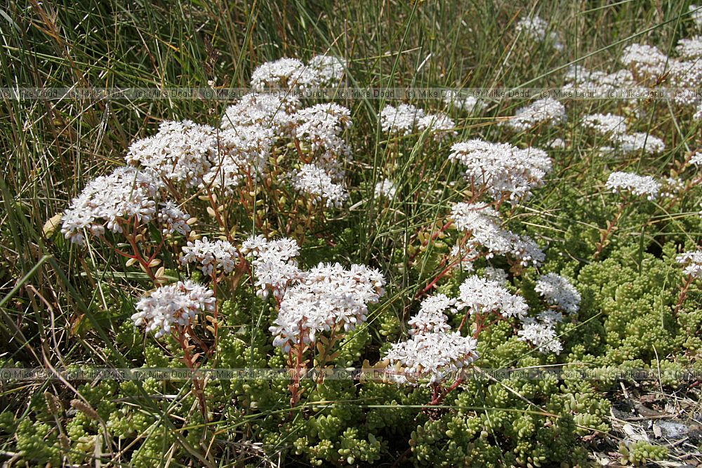 Sedum album White Stonecrop