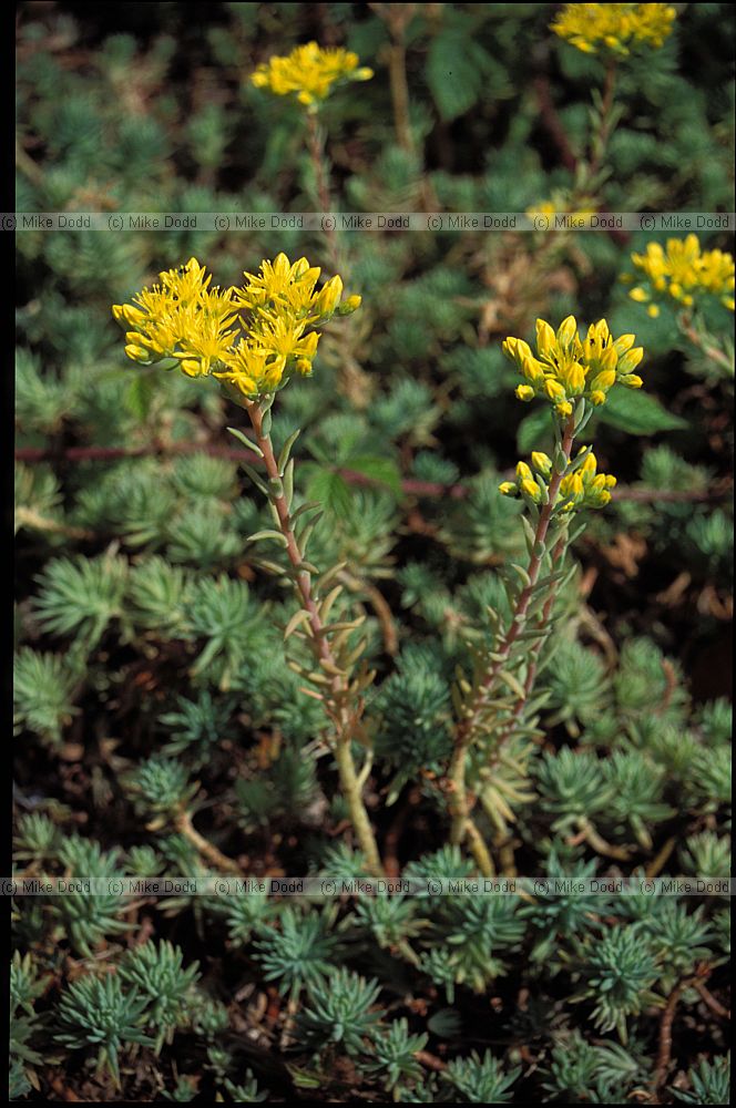 Sedum ruprestre Large Rock Stonecrop