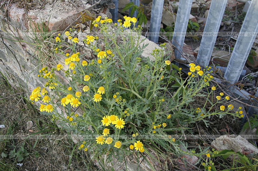 Senecio squalidus Oxford Ragwort