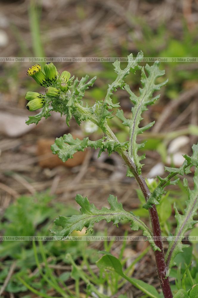 Senecio vulgaris Groundsel