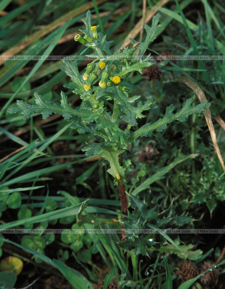 Senecio vulgaris Groundsel