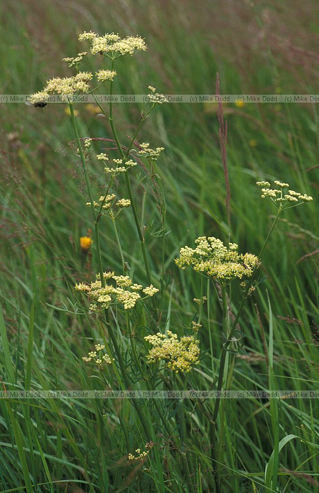 Silaum silaus Pepper saxifrage