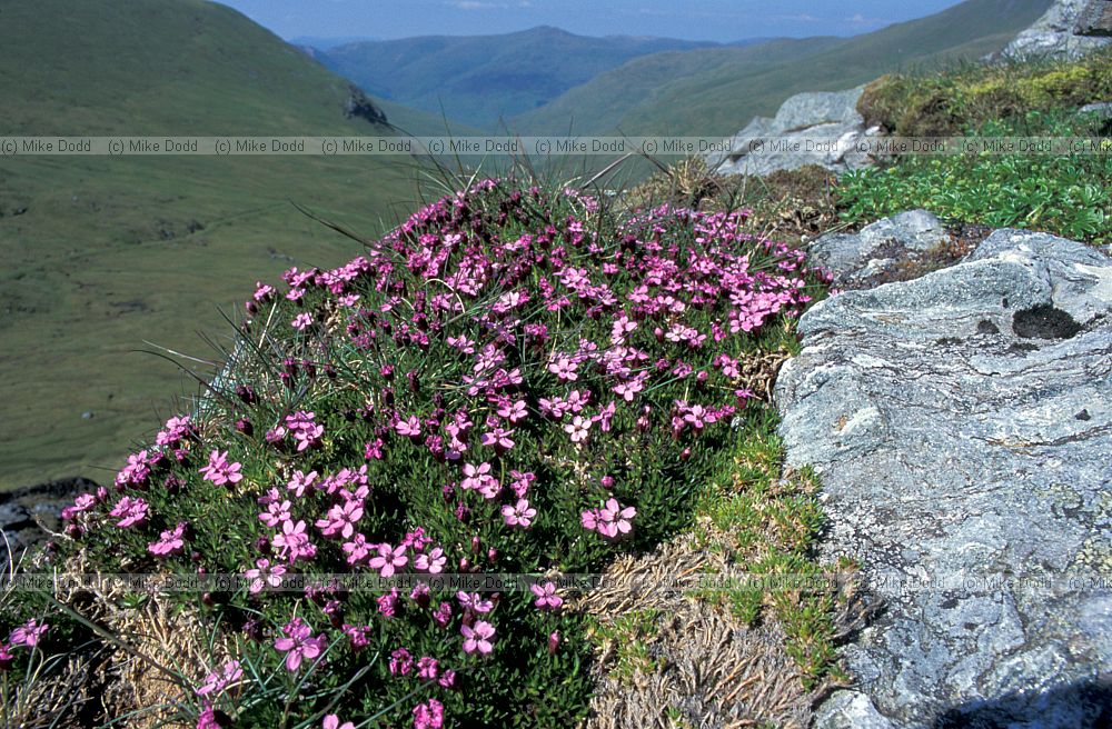 Silene acaulis Moss campion