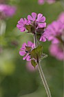 Silene dioica Red campion