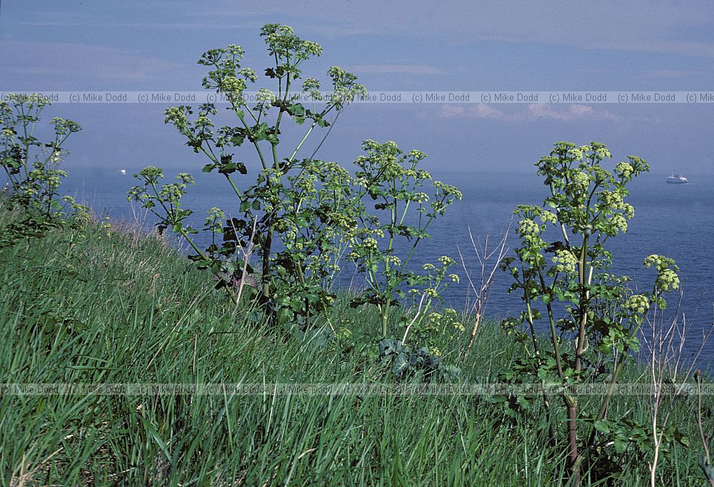 Smyrnium olusatrum Alexanders