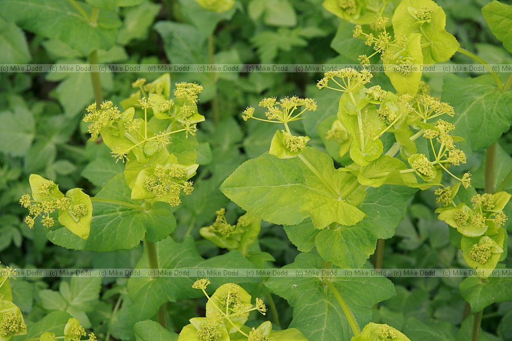 Smyrnium perfoliatum Perfoliate Alexanders