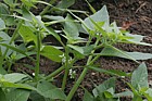 Solanum physalifolium Green Nightshade