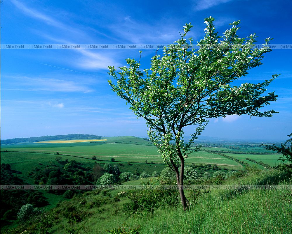 Sorbus aria common whitebeam Ivinghoe