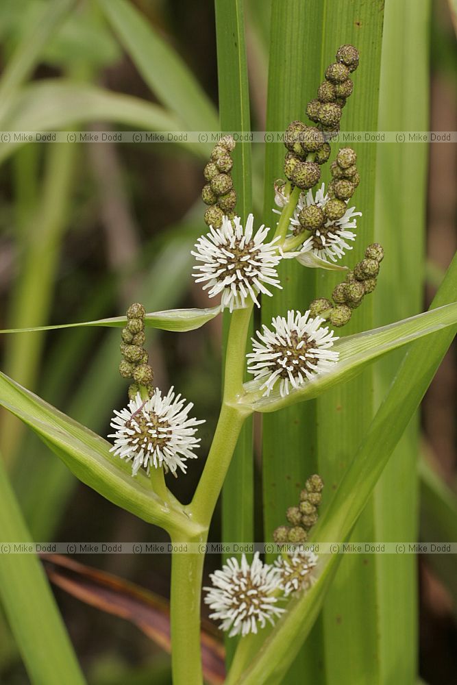 Sparganium erectum Branched Bur-reed