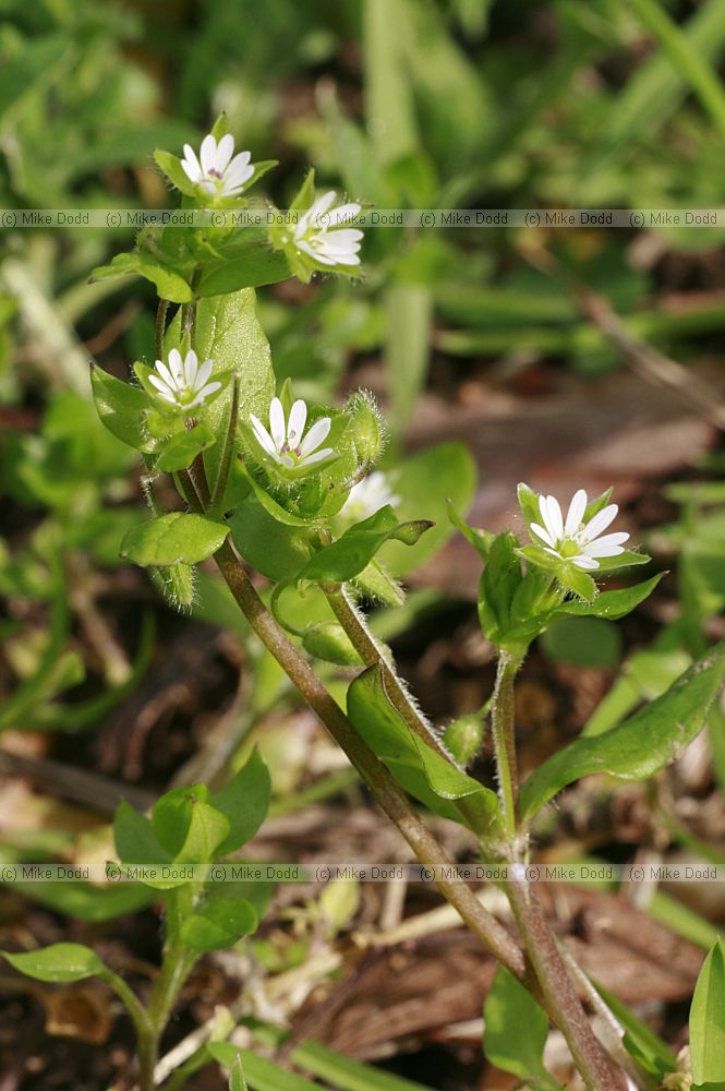 Stellaria media Common Chickweed