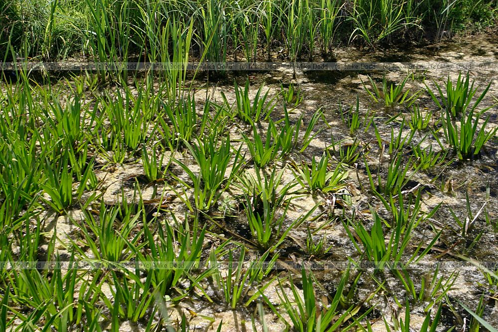 Stratiotes aloides Water Soldier