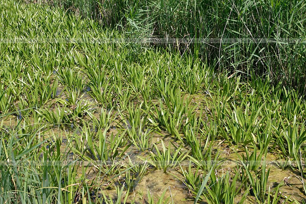 Stratiotes aloides Water Soldier