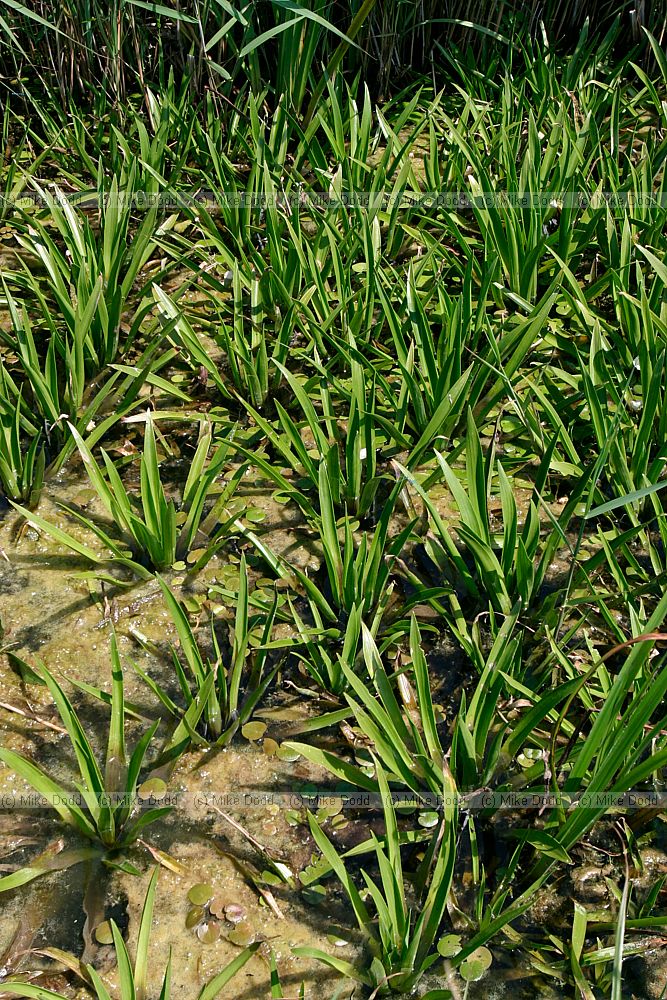 Stratiotes aloides Water Soldier