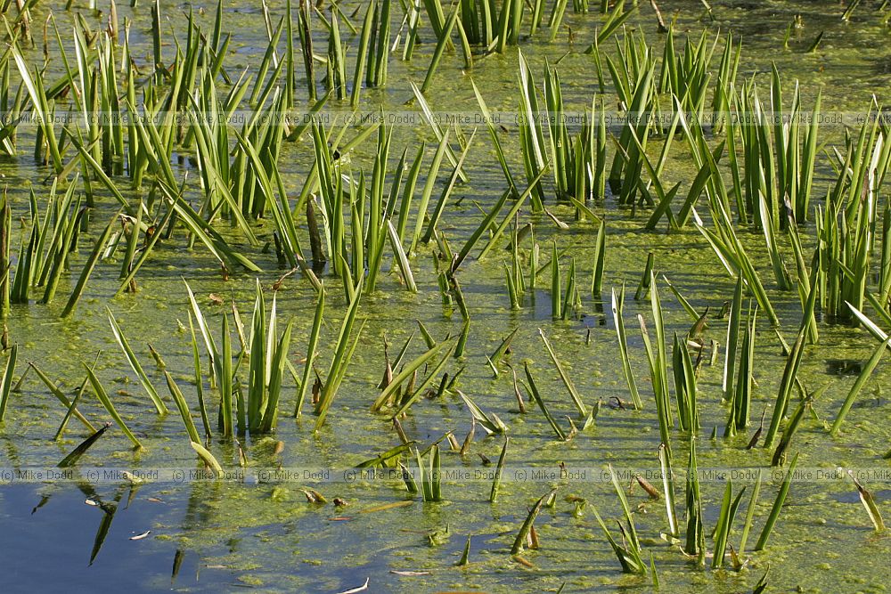 Stratiotes aloides Water Soldier