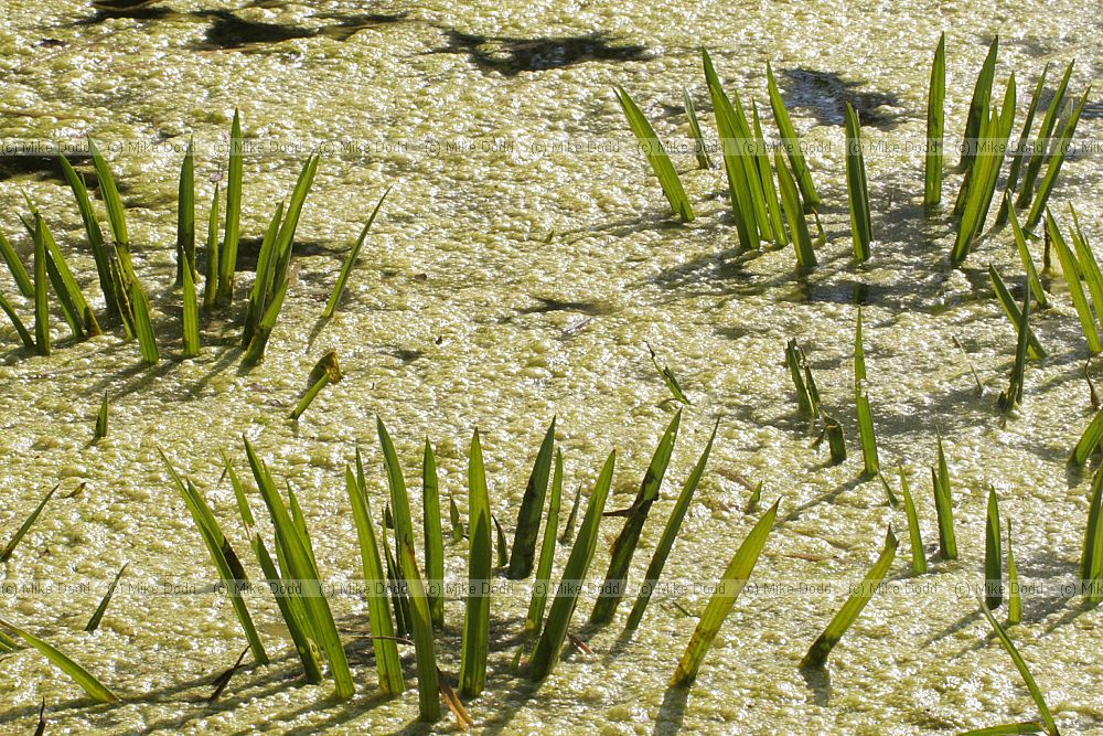 Stratiotes aloides Water soldier