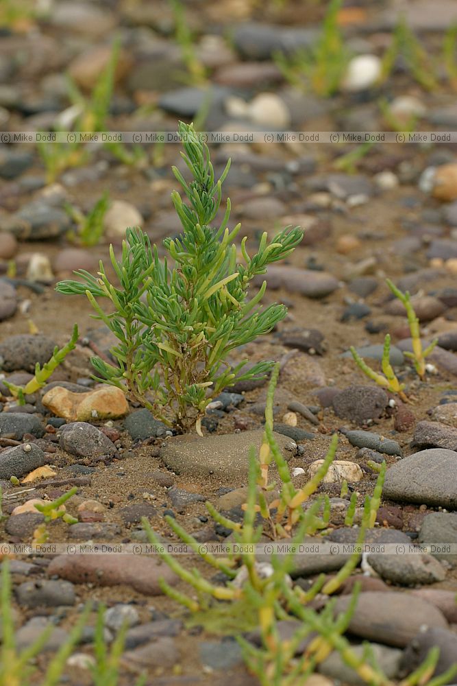 Suaeda maritima Annual Seablite