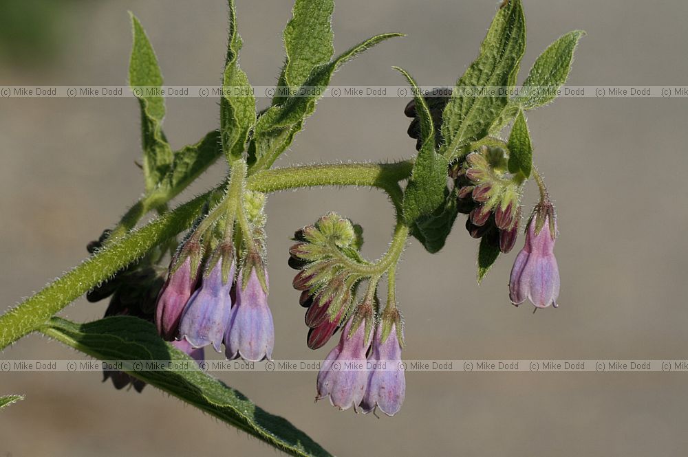 Symphytum x uplandicum Russian Comfrey