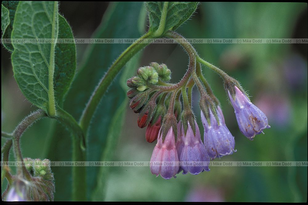 Symphytum x uplandicum Russian Comfrey