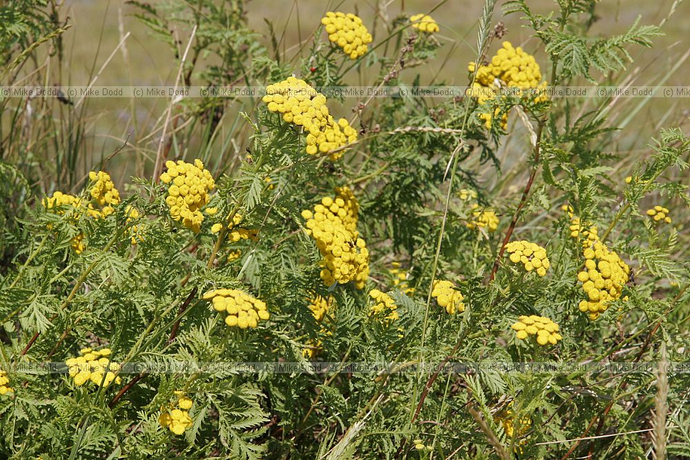 Tanacetum vulgare Tansy