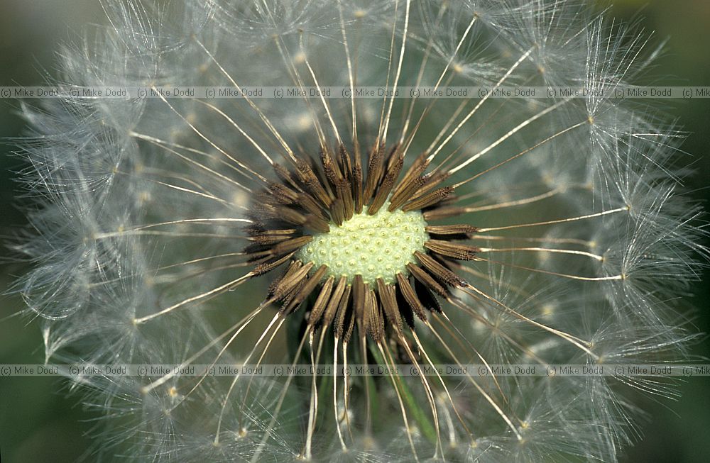 Taraxacum officinalis agg Dandilion clock with seeds