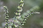Teucrium scorodonia Wood Sage