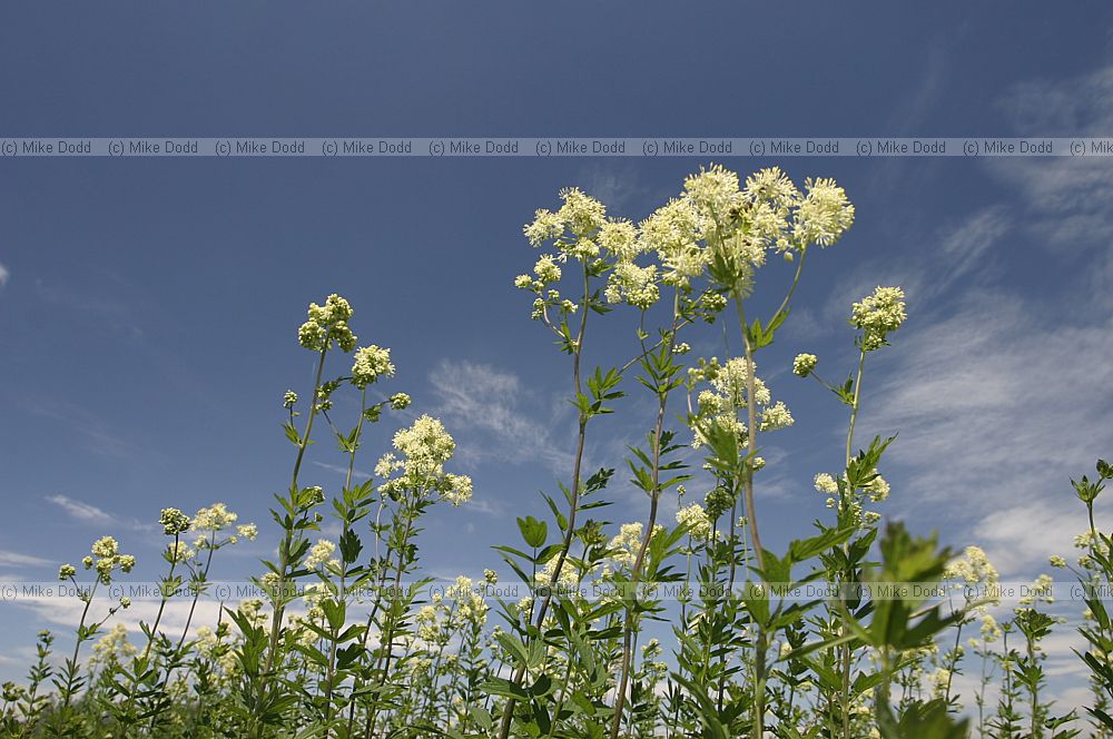 Thalitricum flavum Common meadow-rue