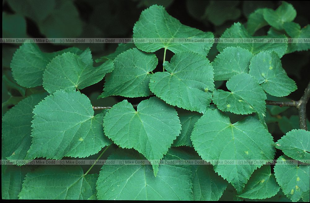 Tilia cordata Small-leaved Lime