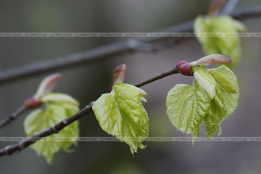 Tilia cordata Small-leaved Lime