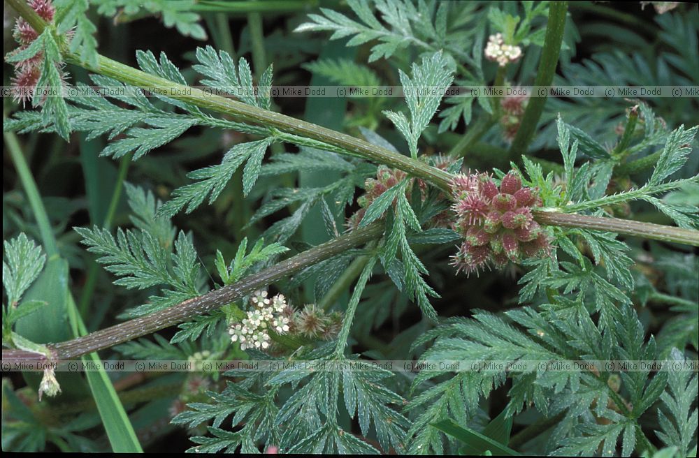 Torilis nodosa Knotted Hedge-parsley