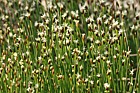 Trichophorum cespitosum Deergrass