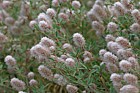 Trifolium arvense Haresfoot Clover