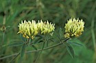 Trifolium ochroleucon Sulphur clover
