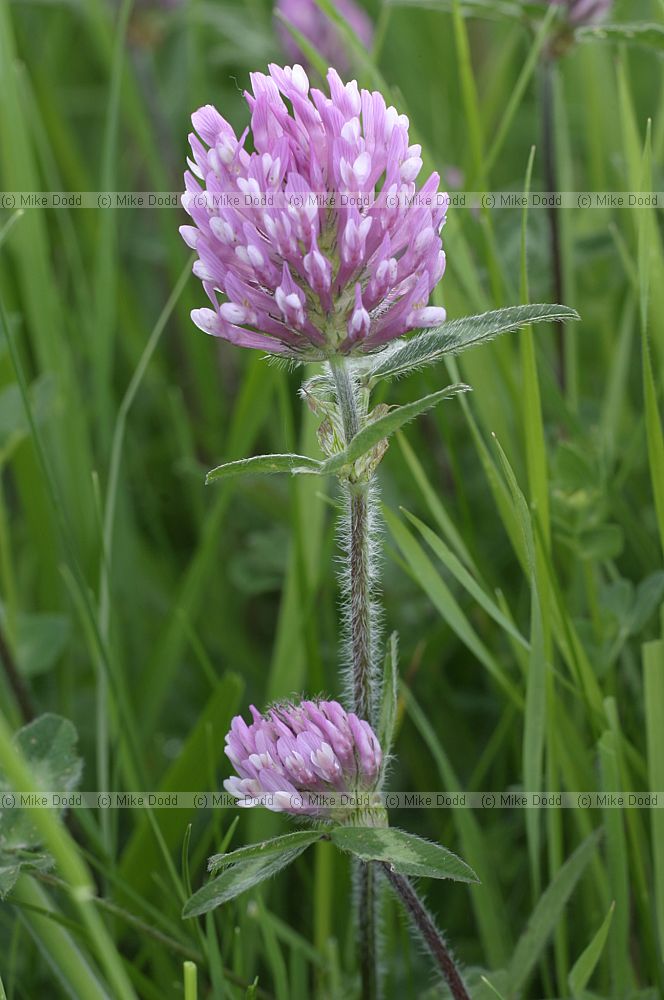 Trifolium pratense Red clover