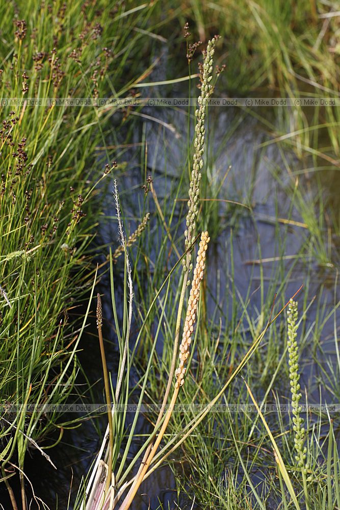 Triglochin maritima Sea Arrow-grass