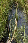 Triglochin maritima Sea Arrow-grass
