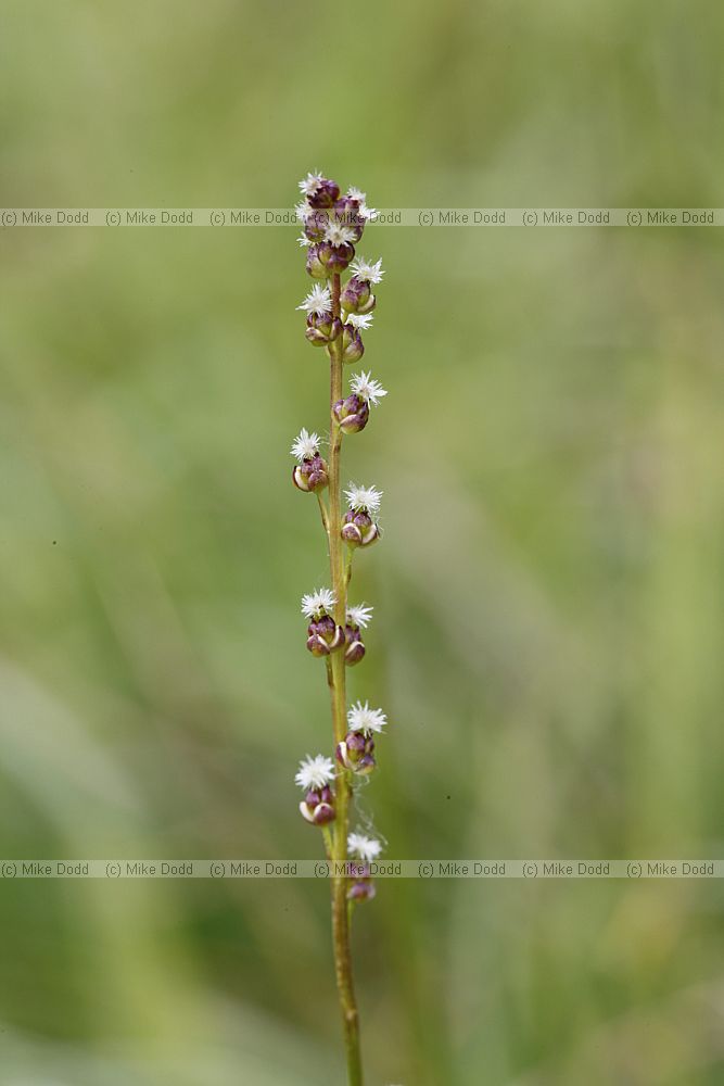 Triglochin palustre Marsh Arrowgrass