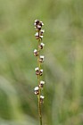 Triglochin palustre Marsh Arrowgrass